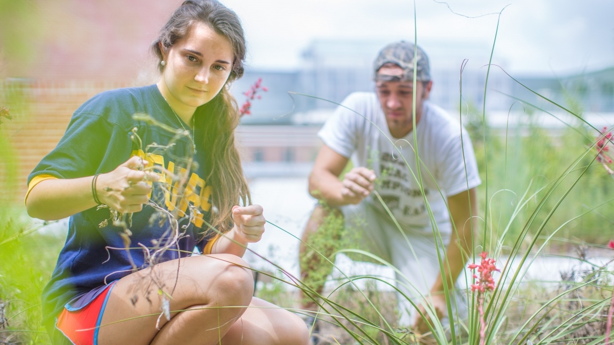 Students picking weeds in a garden