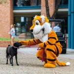 LeeRoy the Tiger mascot pets a dog in front of Coates Student Center